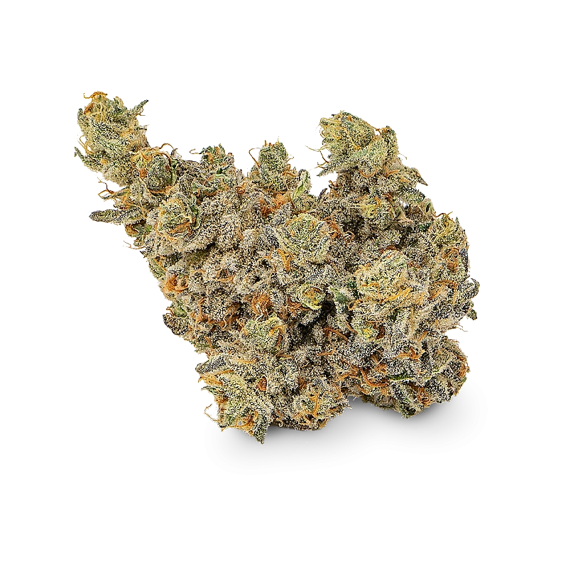 Maritrini CBD JASMINE HYDROPONICA