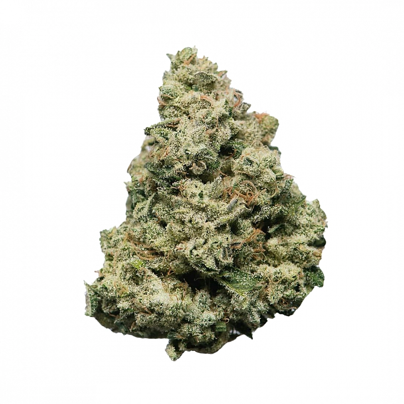 Maritrini CBD  MANDRAGORA HYDROPONICA