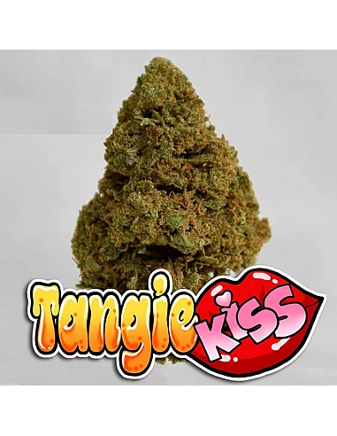 THE GREEN MUSE CBD POP CORN TANGIE