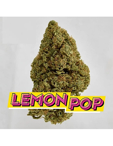 THE GREEN MUSE CBD POP CORN LEMON POP