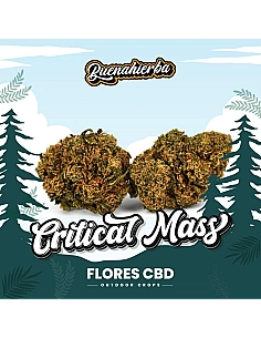 Buenahierba CBD Critical Mass