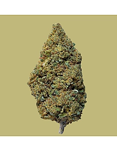 THE GREEN MUSE COGOLLO DE...