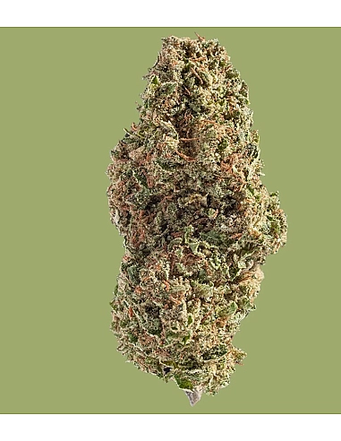 THE GREEN MUSE COGOLLO DE CBD...