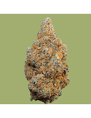 THE GREEN MUSE CBD POP CORN V1