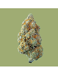 THE GREEN MUSE COGOLLO DE...