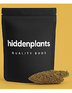 HIDDENPLANTS  CBD ORANGE...