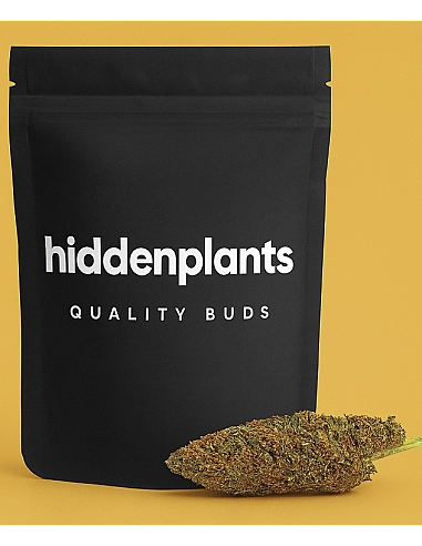 HIDDENPLANTS  CBD ORANGE HAZE - INDOOR