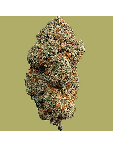 THE GREEN MUSE Gorilla Glue CBD 15% -...