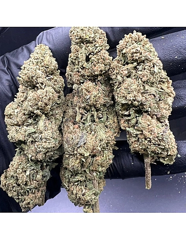 THE GREEN MUSE  Royal Amnesia...