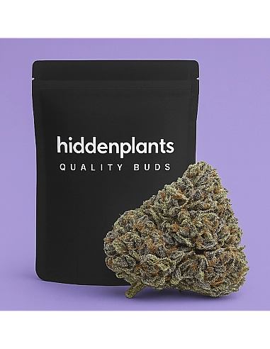 HIDDENPLANTS  12% CBD JAZMINE - INDOOR