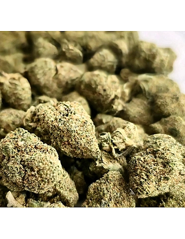 THE GREEN MUSE Super Silver Haze...