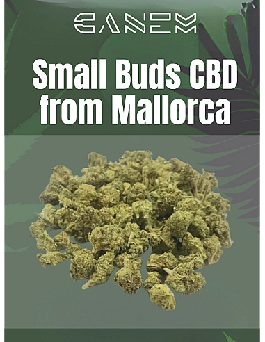 Canem  SMALL BUDS