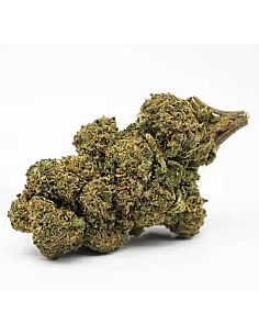The Tree CBD Gaz Octane