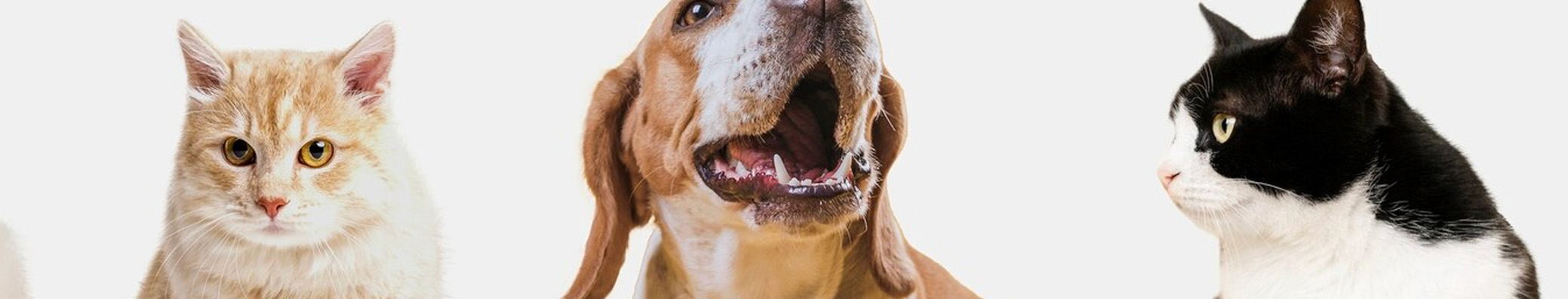 CBD para mascotas