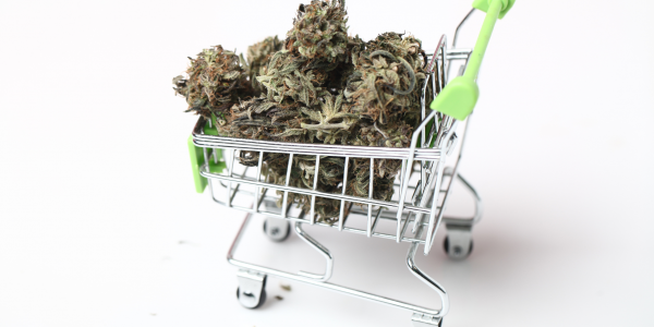 Explorando las tendencias: Las flores de CBD más populares de 2023